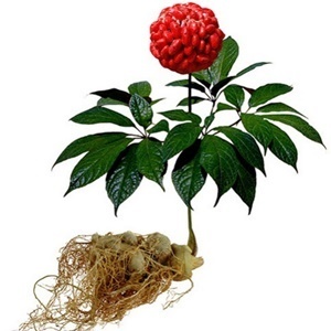 Ginseng in the composition